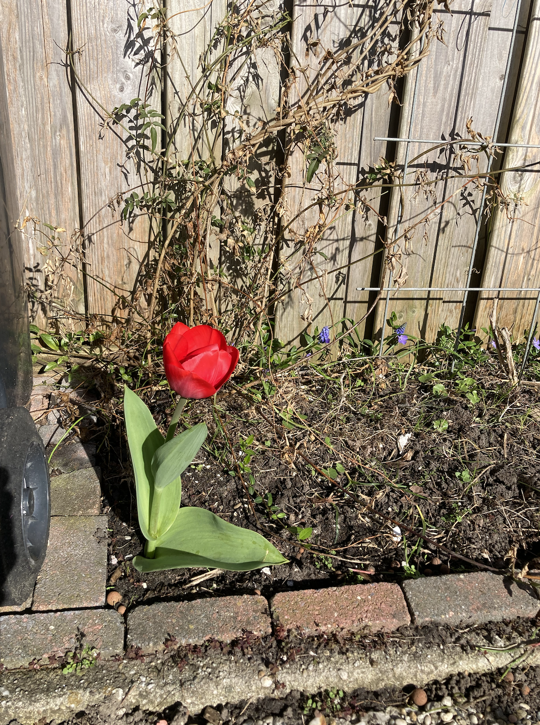 Mosers in the Netherlands